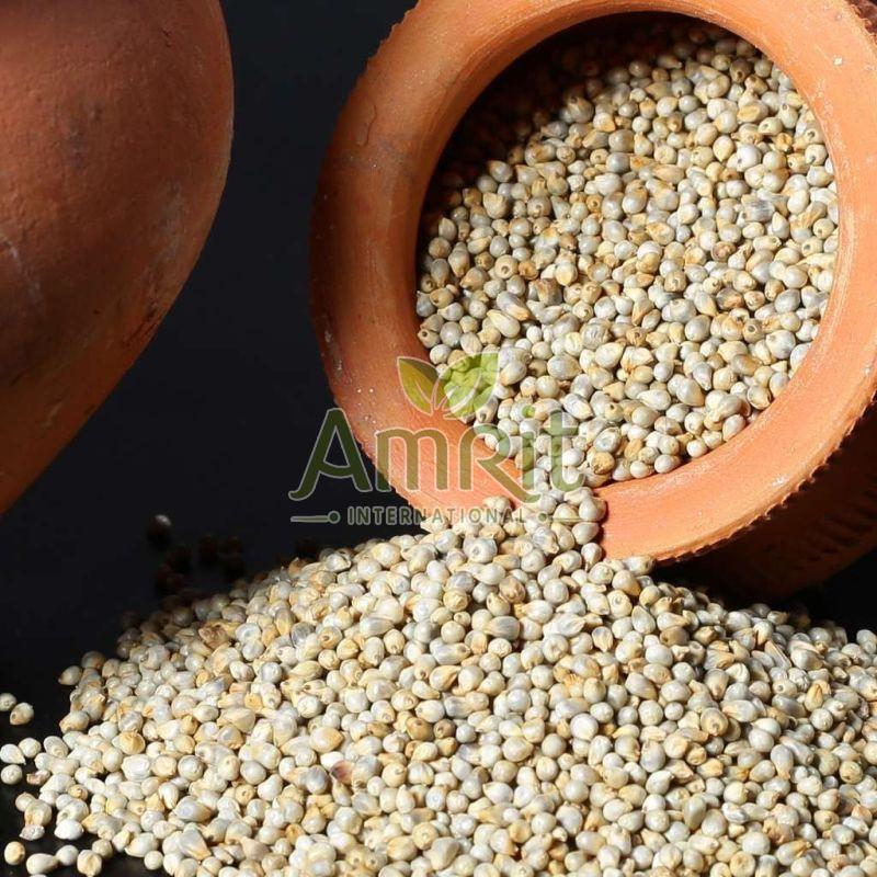 Pearl Millet