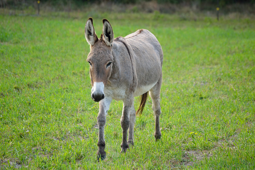 Live Local Donkey