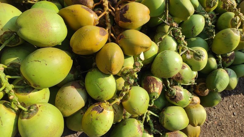Fresh Green Coconut