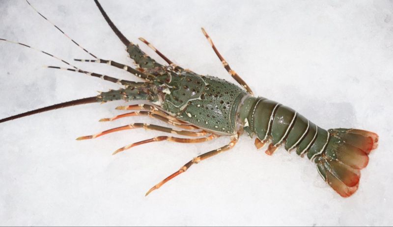 Frozen Lobster Sea Food