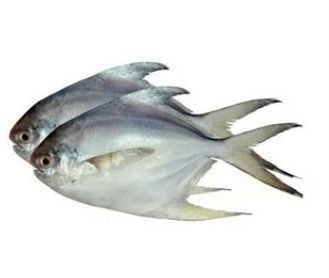 Frozen Pomfret Fish