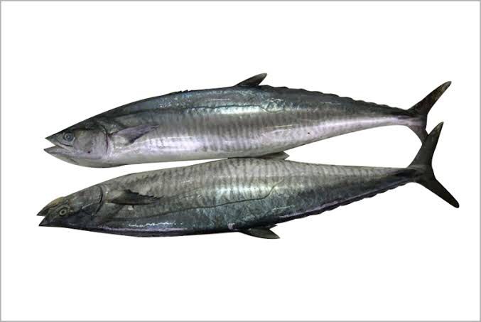 Frozen Spaaniah Mackerel Fish