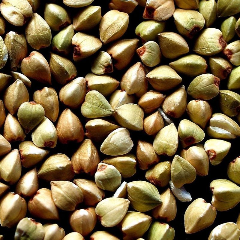 Buckwheat Seeds