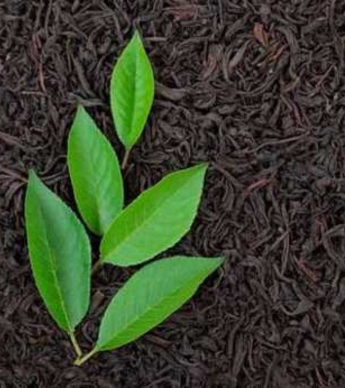 Natural Tea Leaves