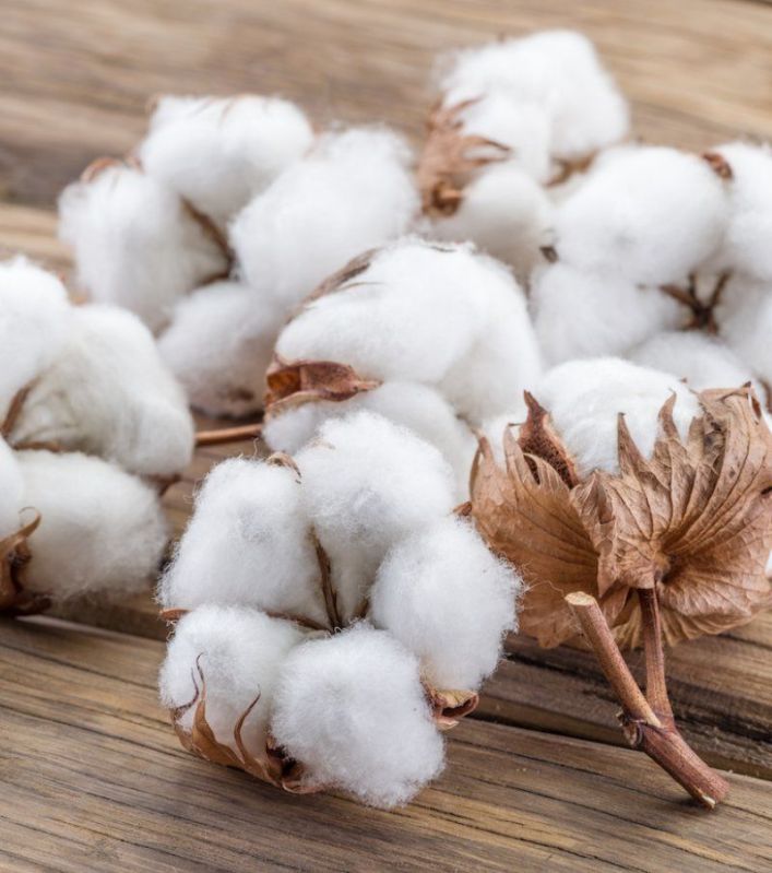 Raw Cotton