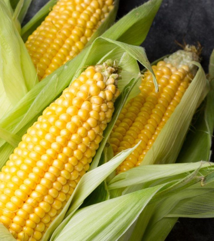 yellow maize