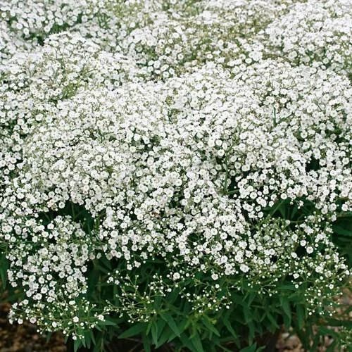 Fresh Gypsophila Flower