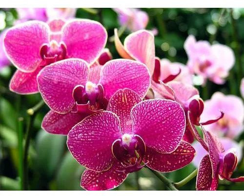 Fresh Orchid Flower