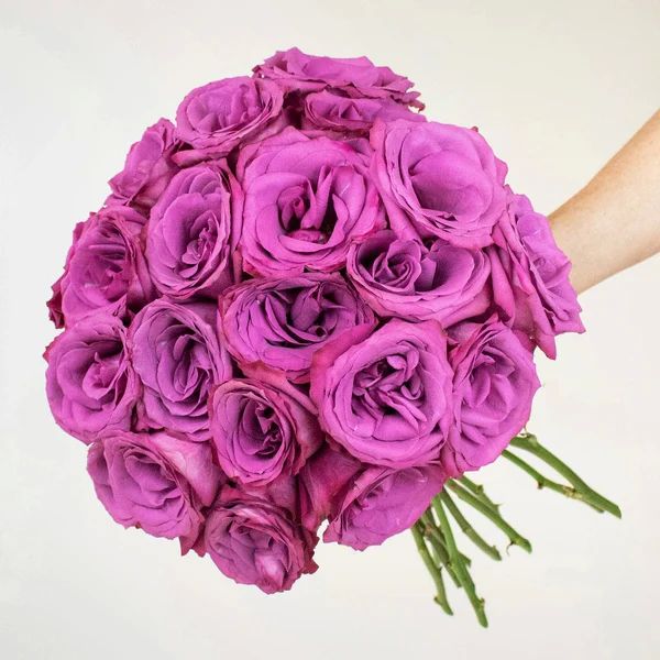 Purple Fresh Rose Flower