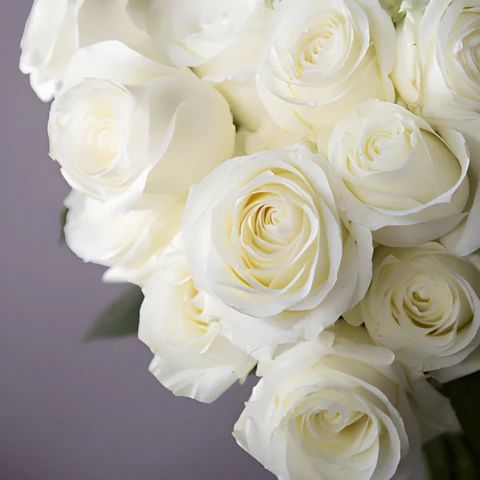 White Fresh Rose Flower