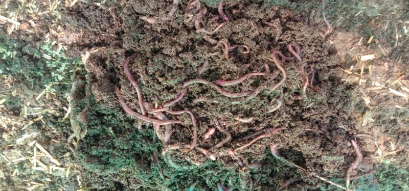 Live Eisenia Fetida Earthworm