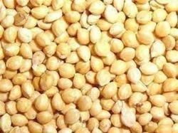 Proso Millet