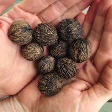 Black Walnuts