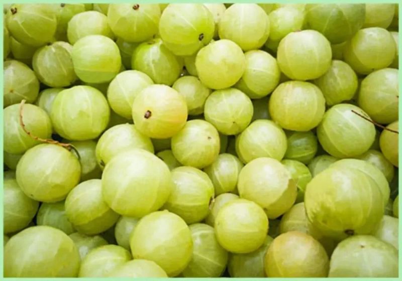 Fresh Green Amla