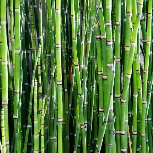 Bamboo Sticks