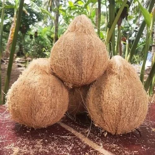 Dry Semi Husked Coconut