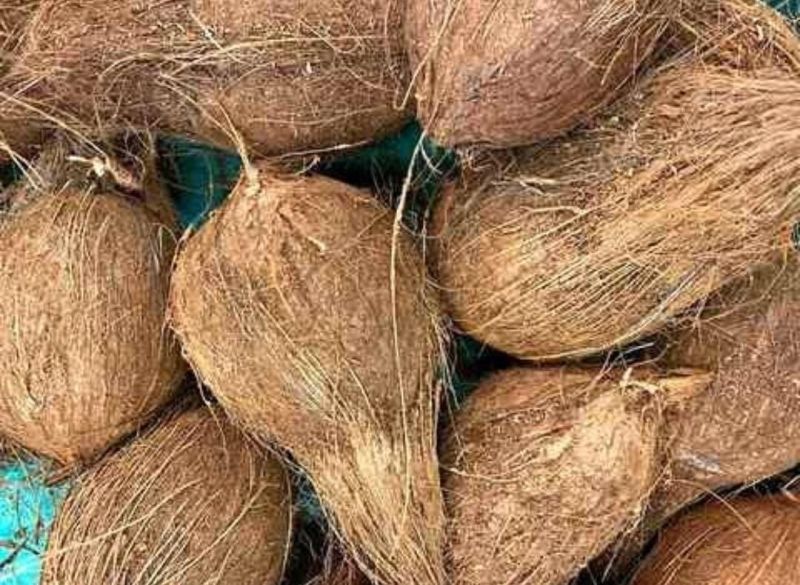 Natural Semi Husked Coconut