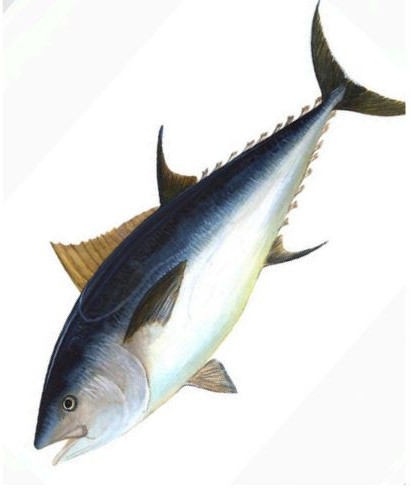 Fresh Yellowfin Tuna Fish