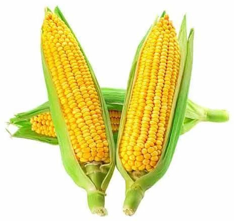 Sweet Corn