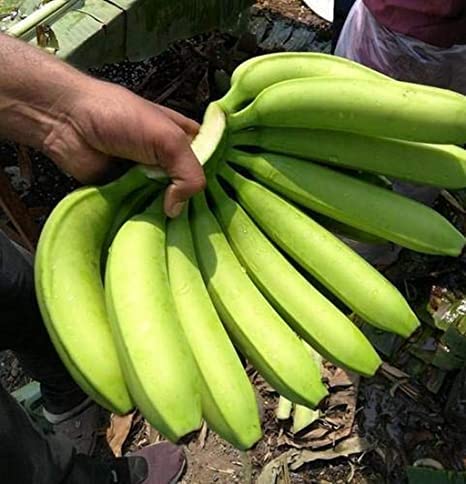 Fresh Green Cavendish Banana