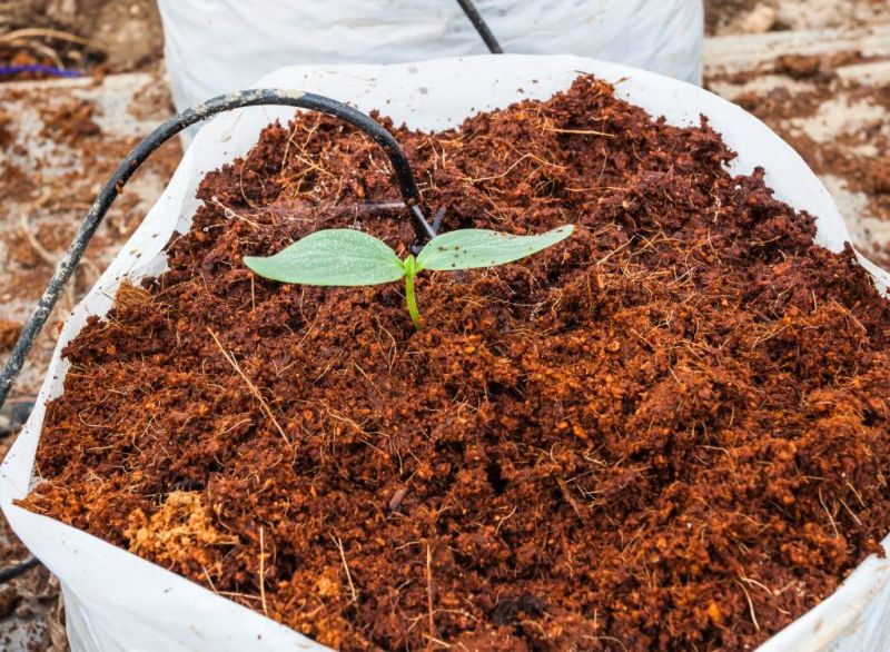 Coir Pith Compost