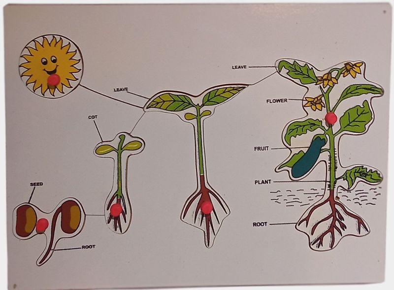 TE-68 Wooden Plant Life Cycle Puzzle