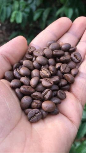 arabica coffee beans