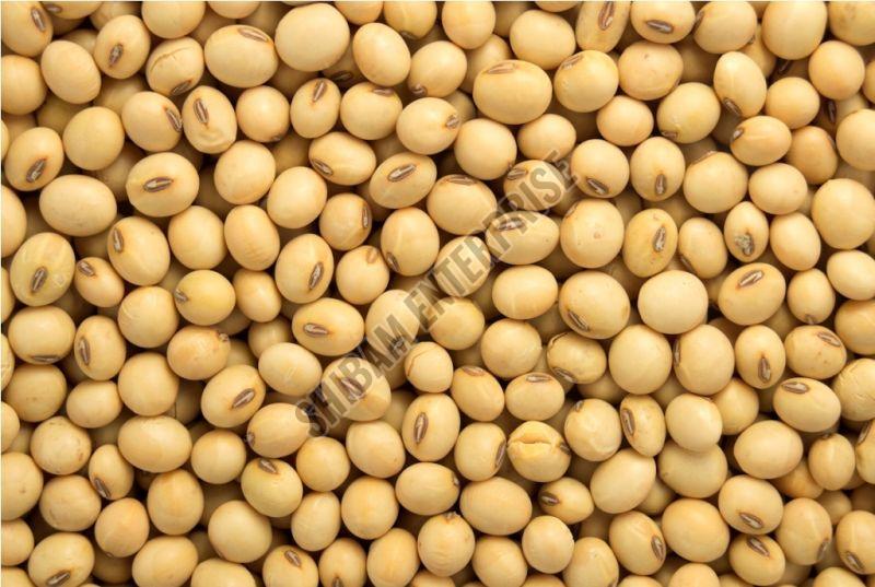 Soybean Seeds