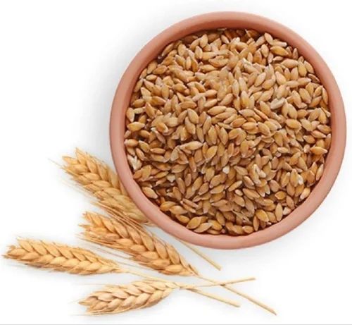 Organic Wheat Seeds