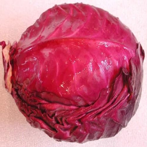 Fresh Red Cabbage