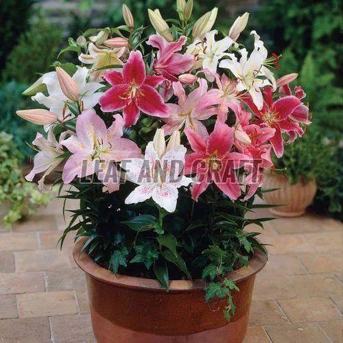 Asiatic Pot Lilium Flower Plant