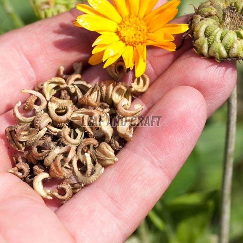 Calendula Seeds