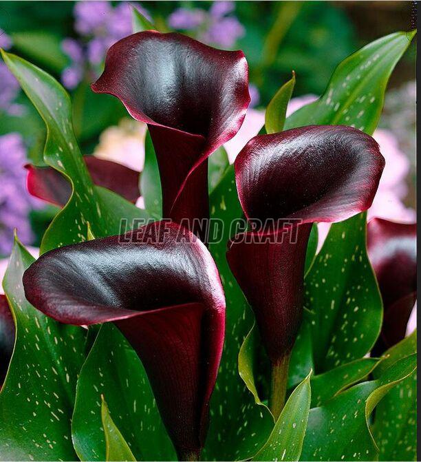 Calla Lily Plant