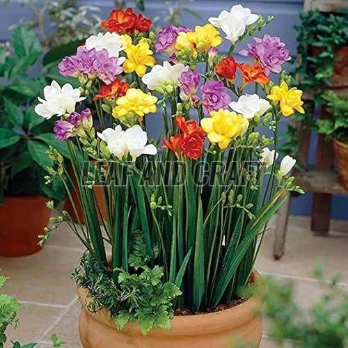 Freesia Flower Plant