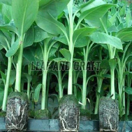 G9 Banana Plant