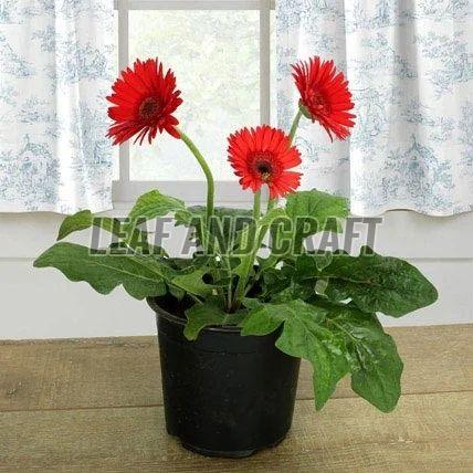 Gerbera Daisy Plant