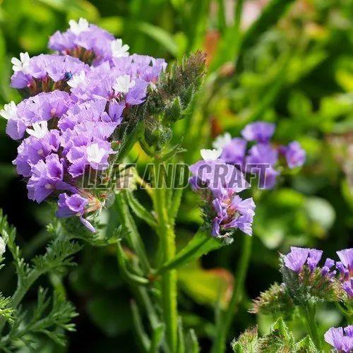 Limonium Plant