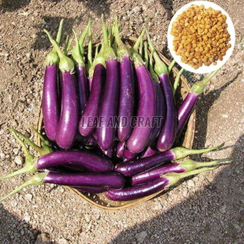 Long Brinjal Seeds