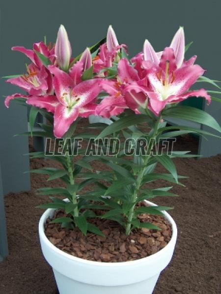 Oriental Lilium Plant