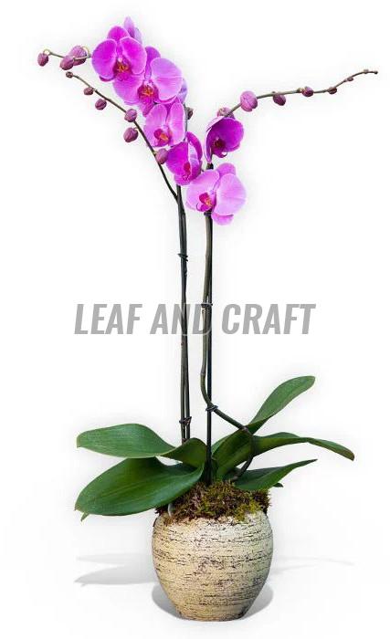 Phalaenopsis Orchids Plant