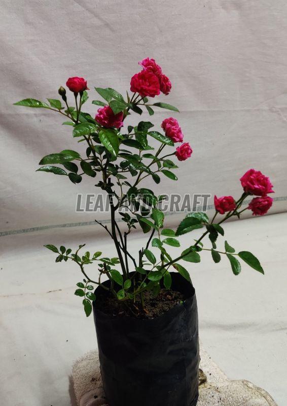 Rose Plant