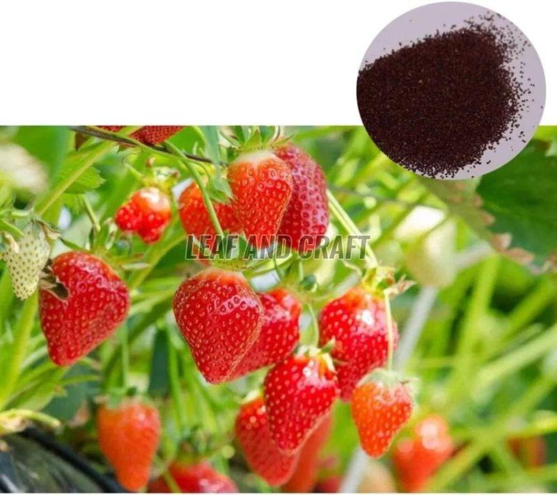 Strawberry Seeds