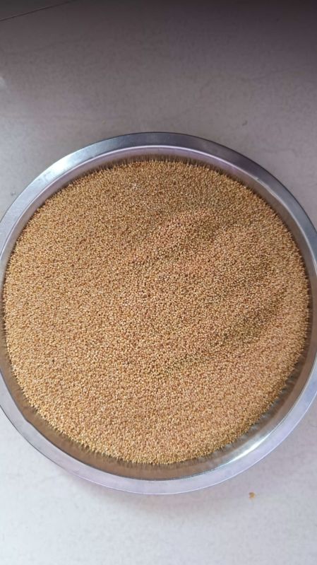 Foxtail Millet Seeds