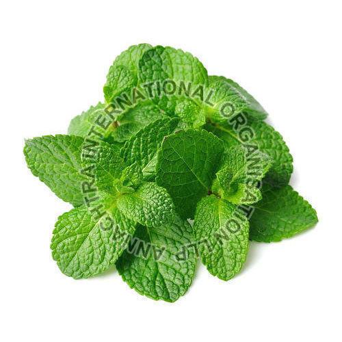 Peppermint Leaves