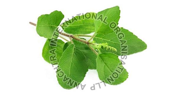 Tulsi Plant