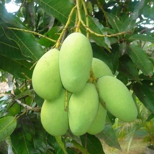 Fresh Green Mango