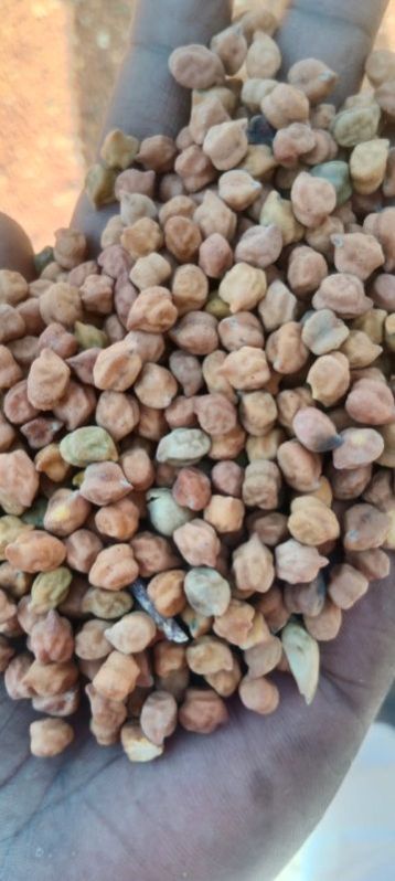 Black Chickpeas
