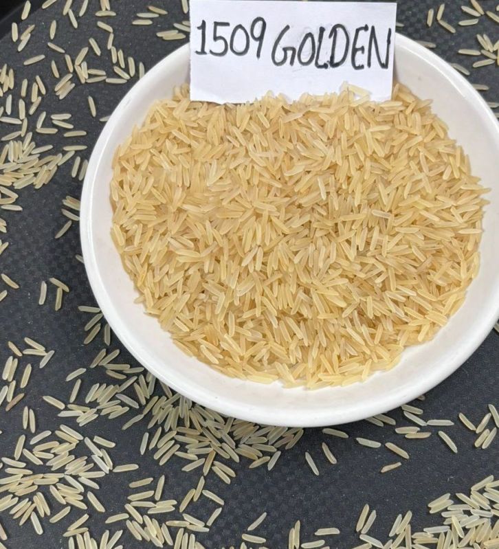 1509 Golden Sella Rice