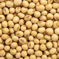 Soya Bean