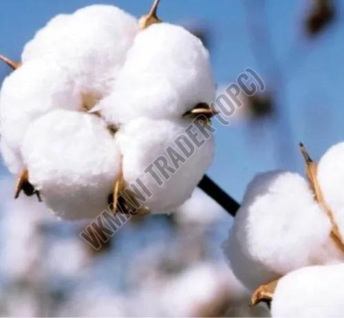 Hybrid Raw Cotton